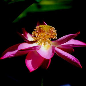 Belle fleur colorée tropicale de nymphéa - Belgique  - collection de photos clin d'oeil, catégorie plantes